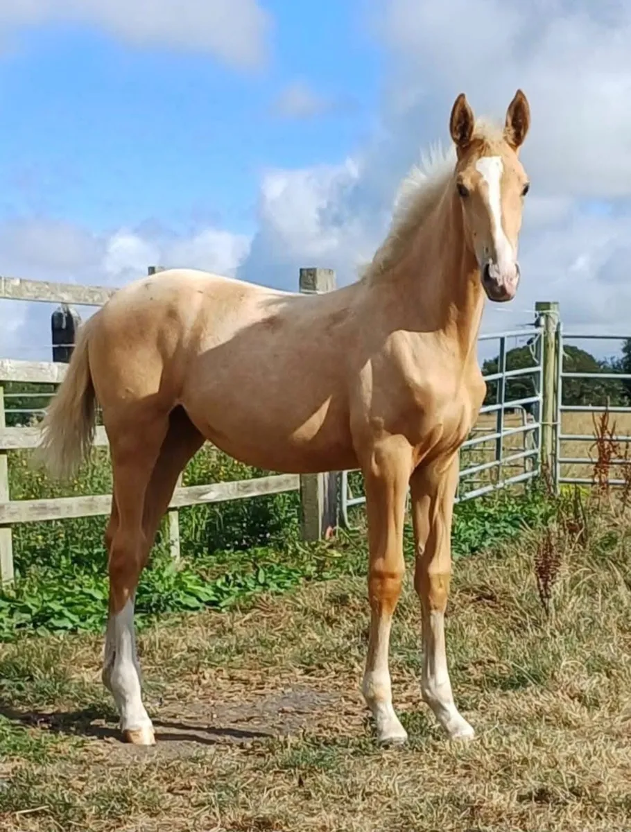 Palomino Filly Foal lot 66 Goresbridge 9/10 - Image 2