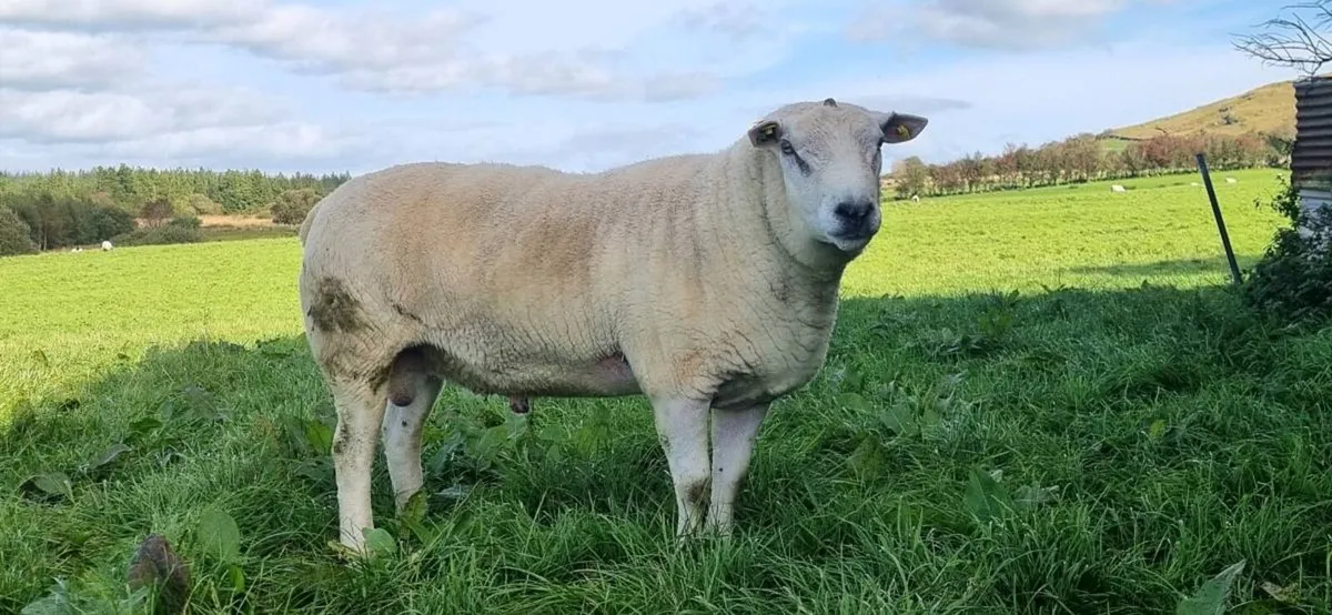 Ram - Image 1