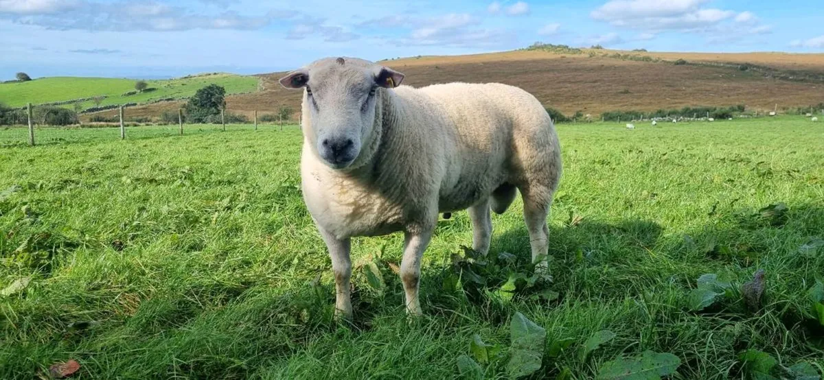 Ram - Image 2