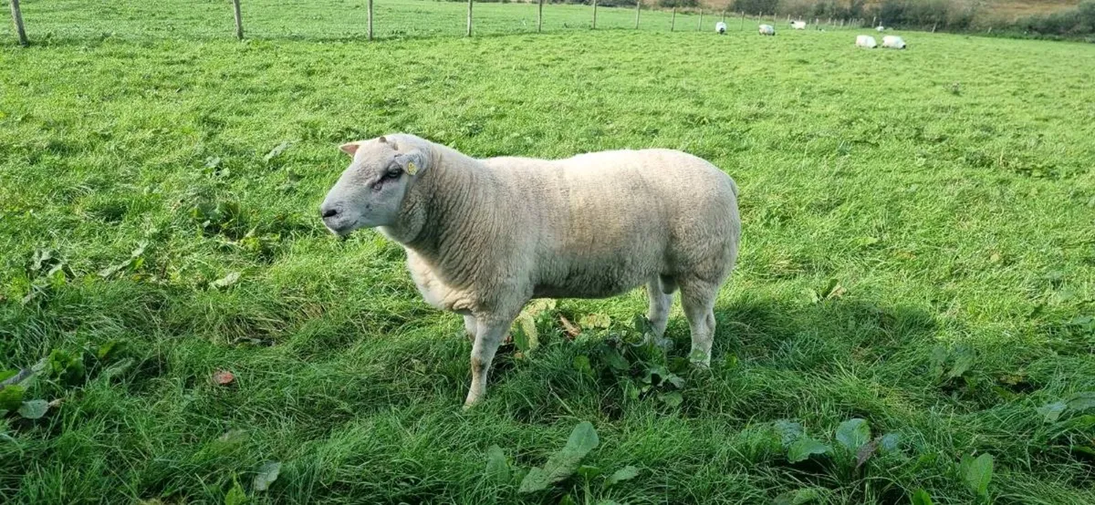 Ram - Image 3