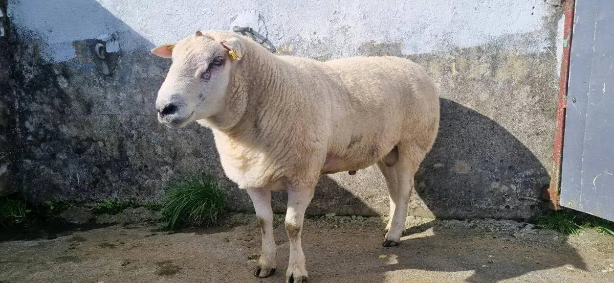 Ram - Image 4
