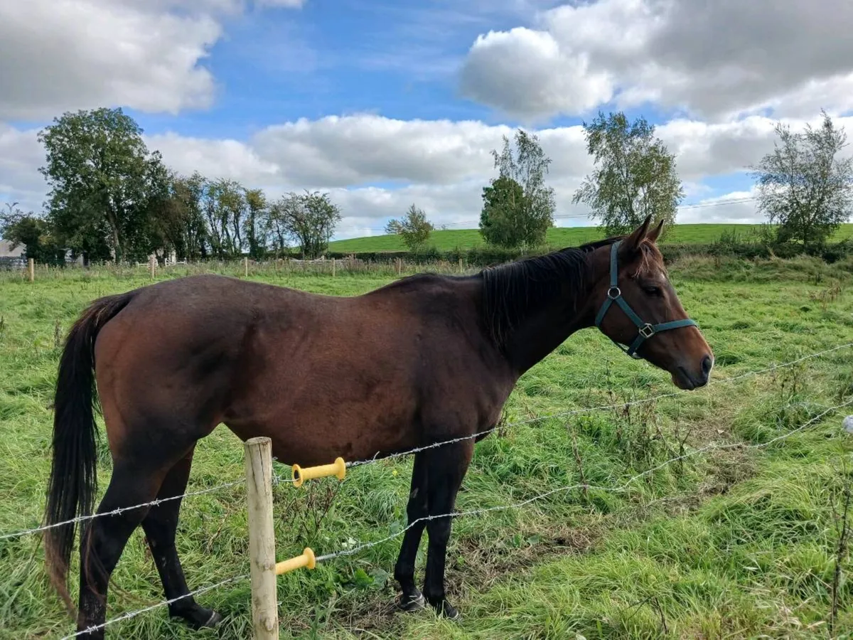 8 year old broodmare scanned in foal to cremello - Image 2