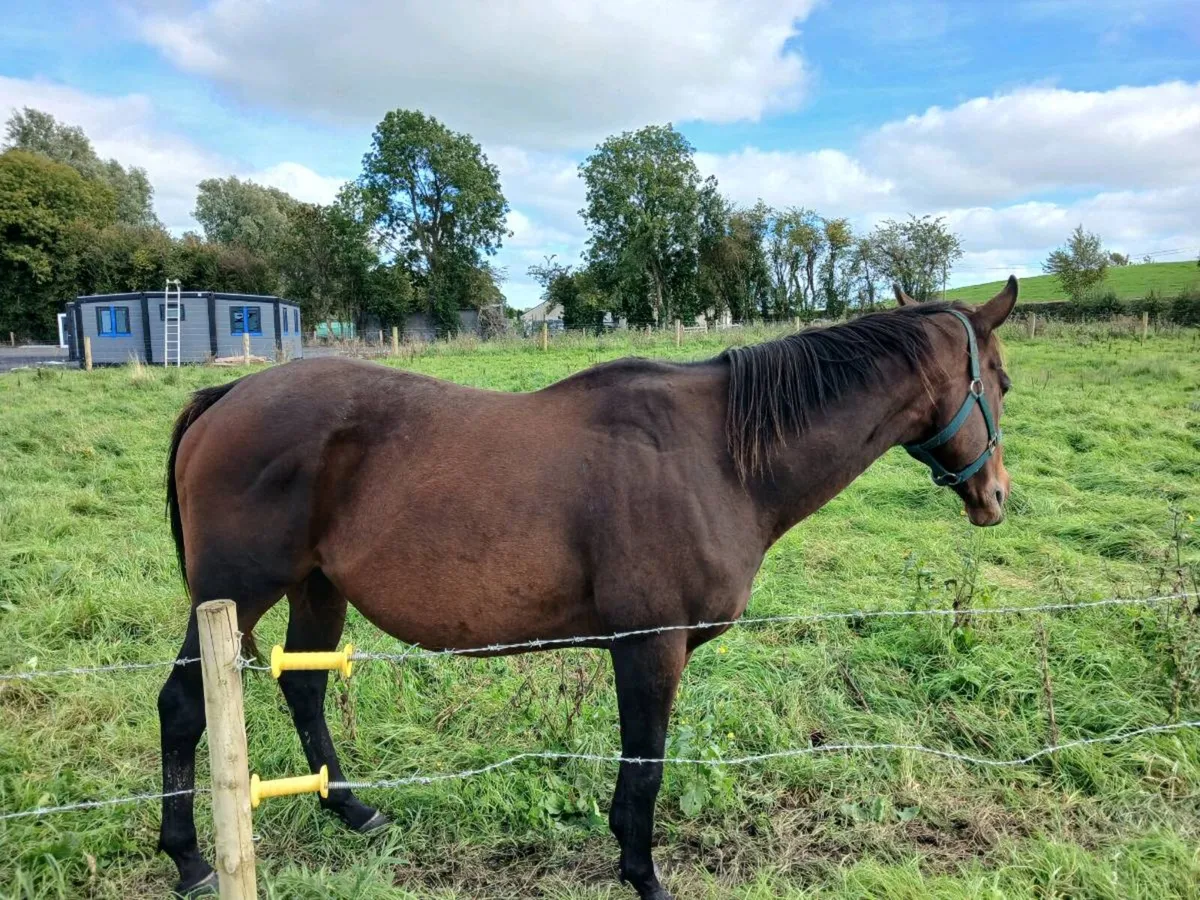 8 year old broodmare scanned in foal to cremello - Image 3