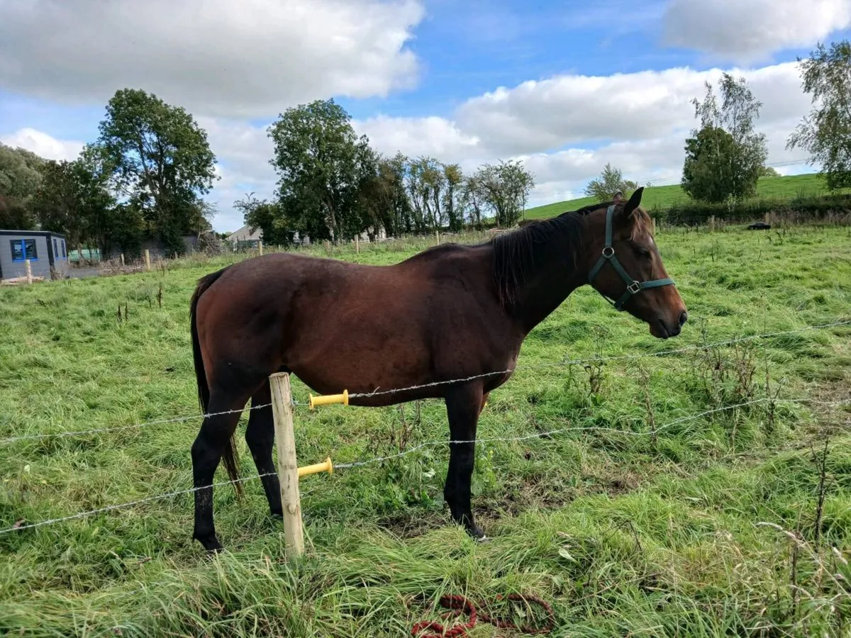 8 year old broodmare scanned in foal to cremello - Image 4