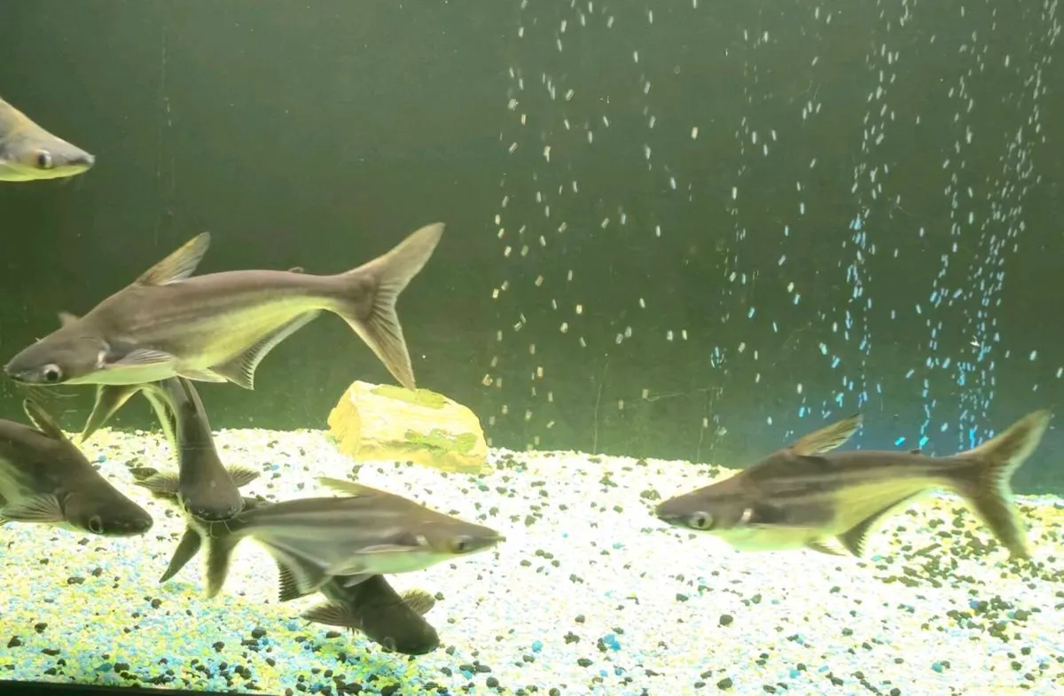 Shark Pangasius Catfish - Image 1