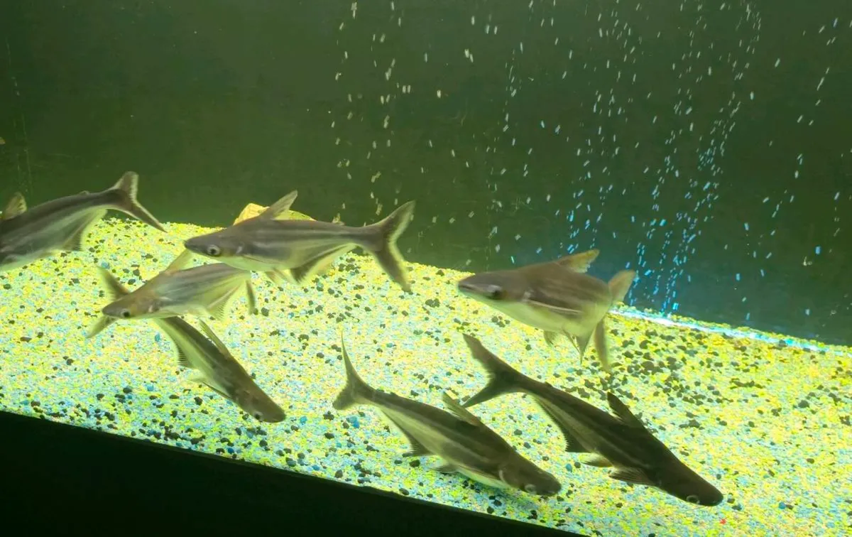 Shark Pangasius Catfish - Image 2