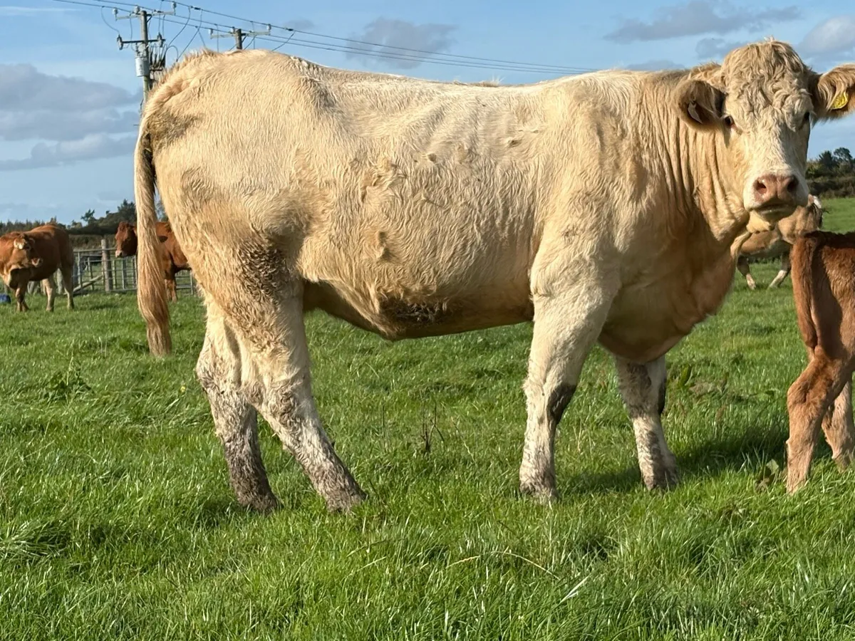2 Super first calved limousine heifers bull calf’s - Image 2