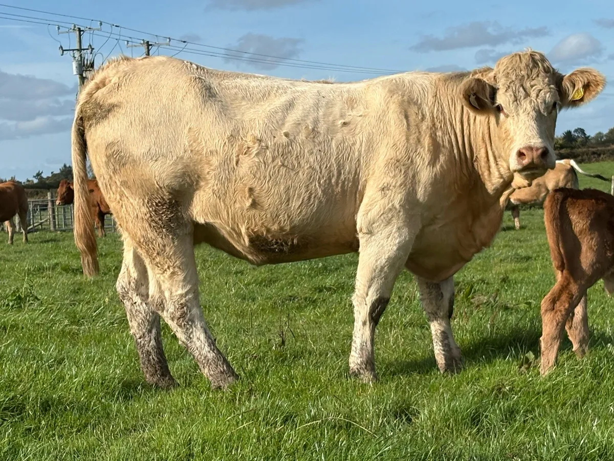 2 Super first calved limousine heifers bull calf’s - Image 3