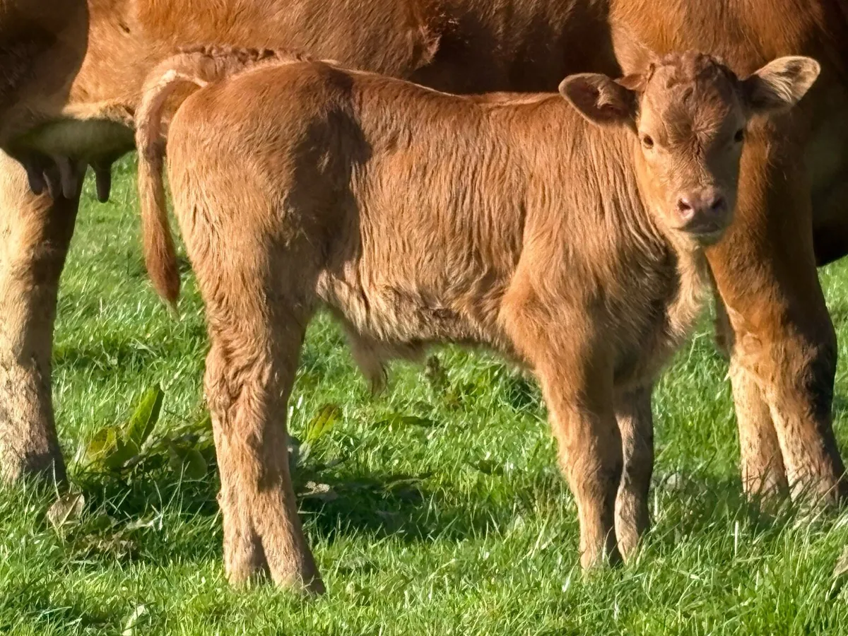 2 Super first calved limousine heifers bull calf’s - Image 4