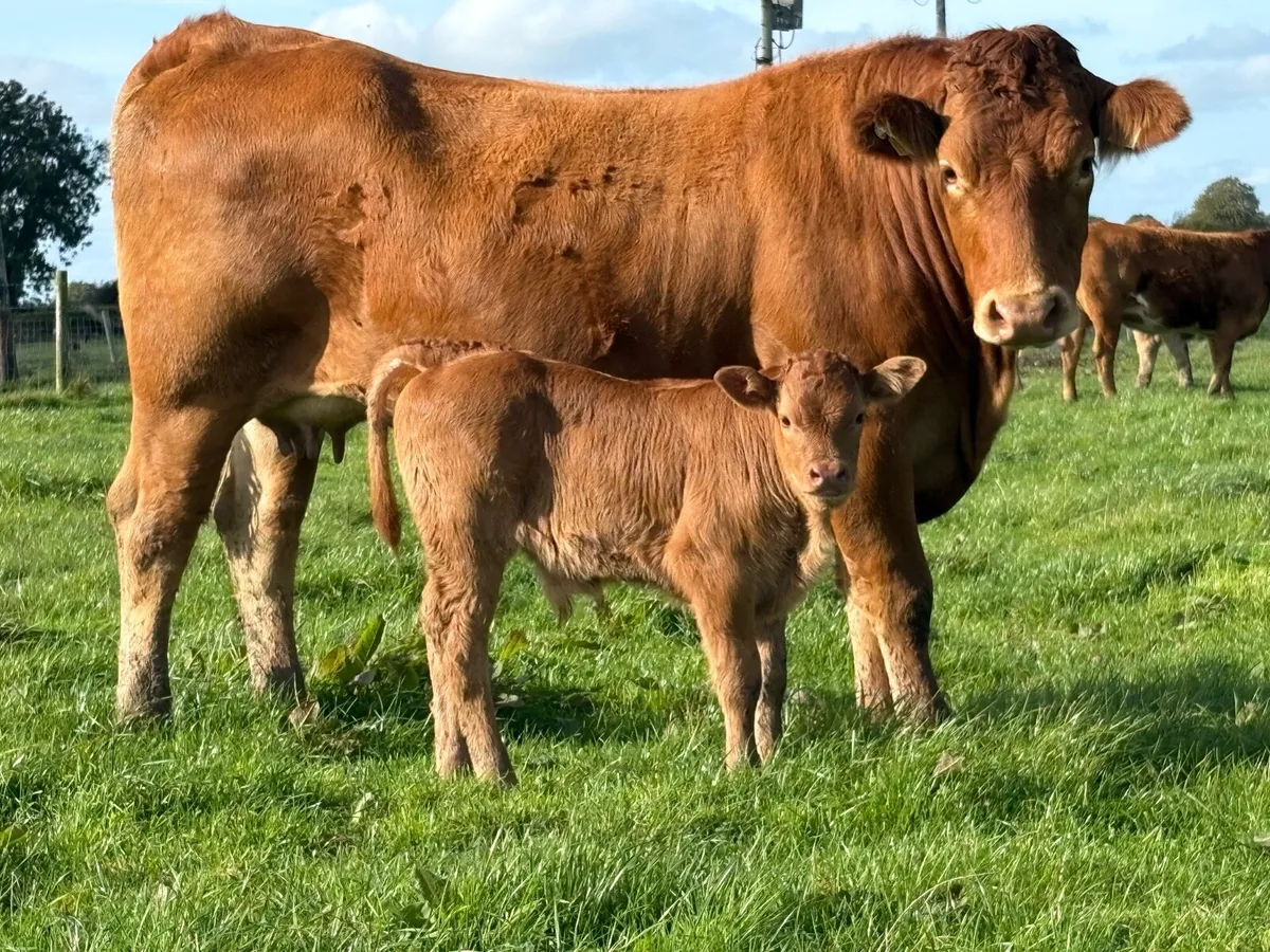2 Super first calved limousine heifers bull calf’s - Image 1