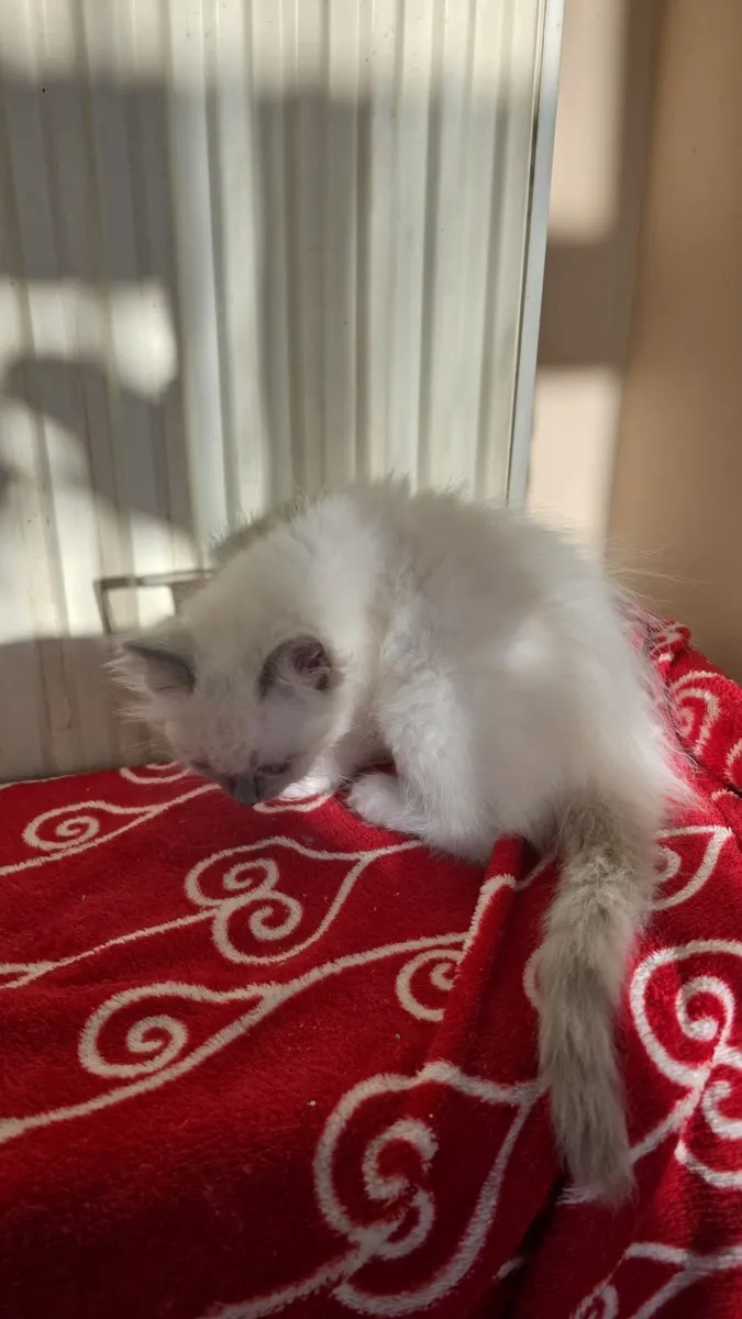 purebred ragdoll kittens ---all reserved--- - Image 3