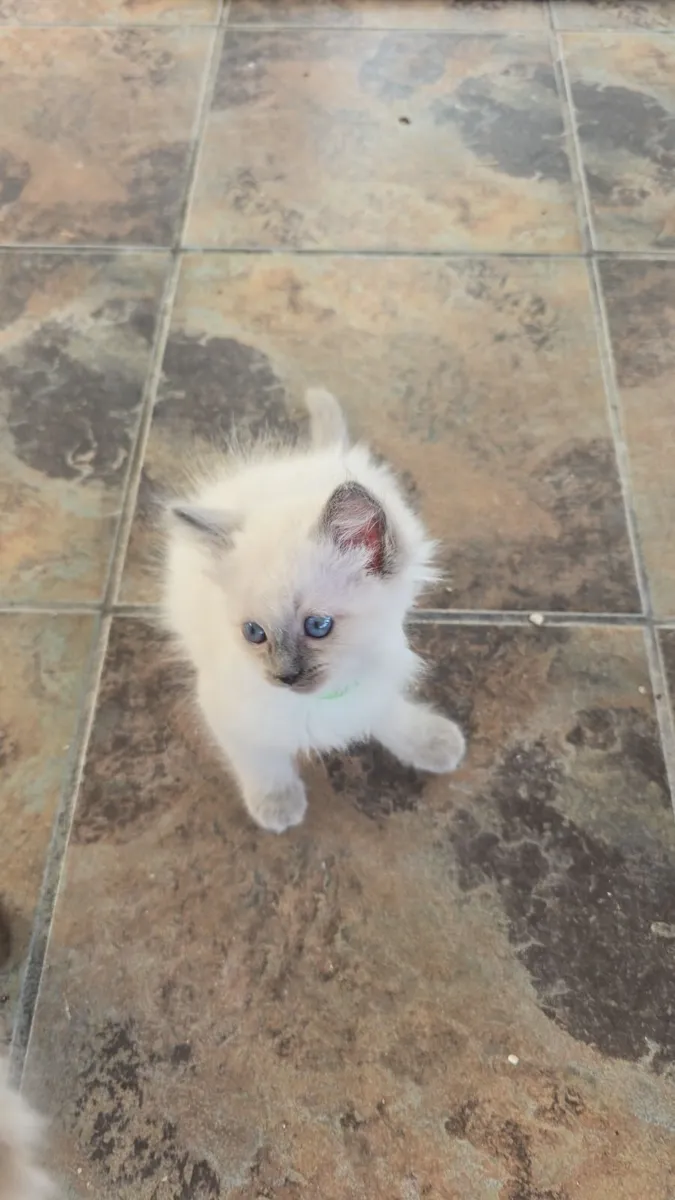 purebred ragdoll kittens ---all reserved--- - Image 4