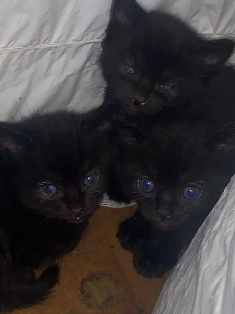 Kittens - Image 1