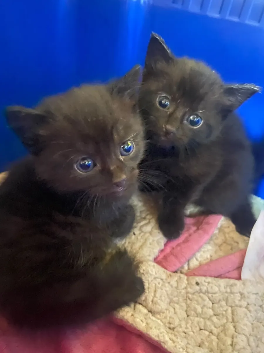 Kittens - Image 2