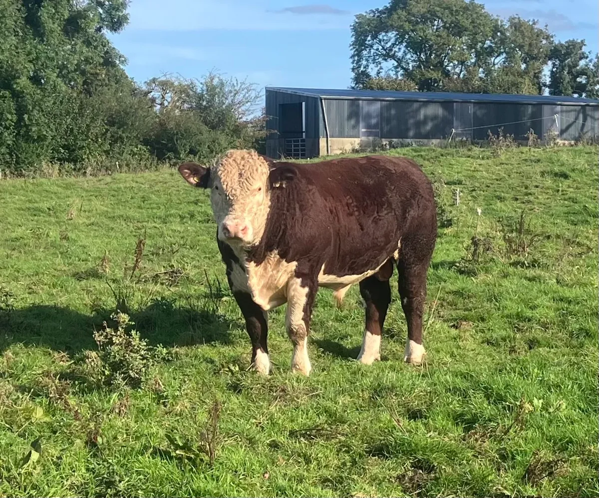 2 PBR Hereford Bulls - Image 2