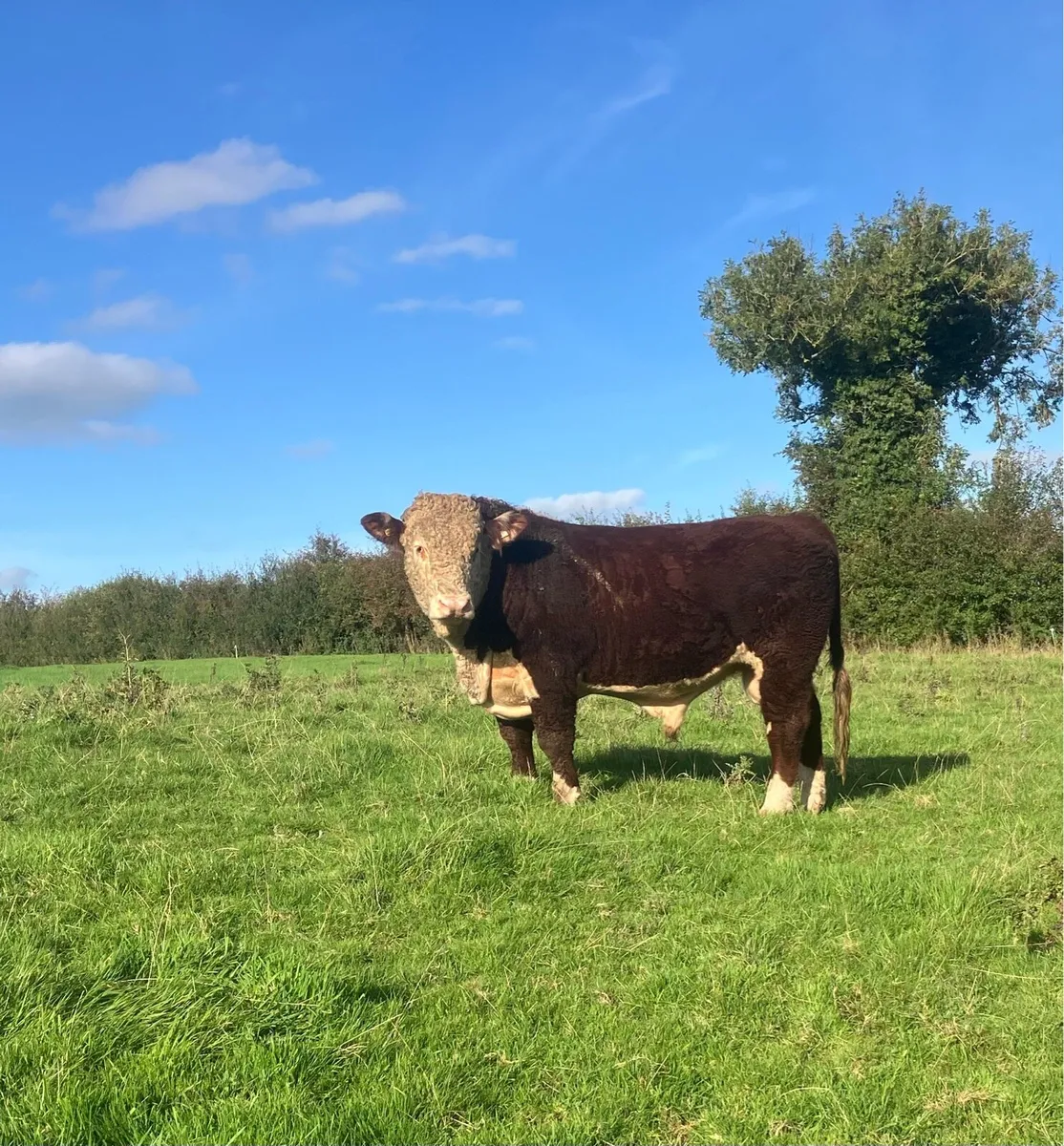 2 PBR Hereford Bulls - Image 3