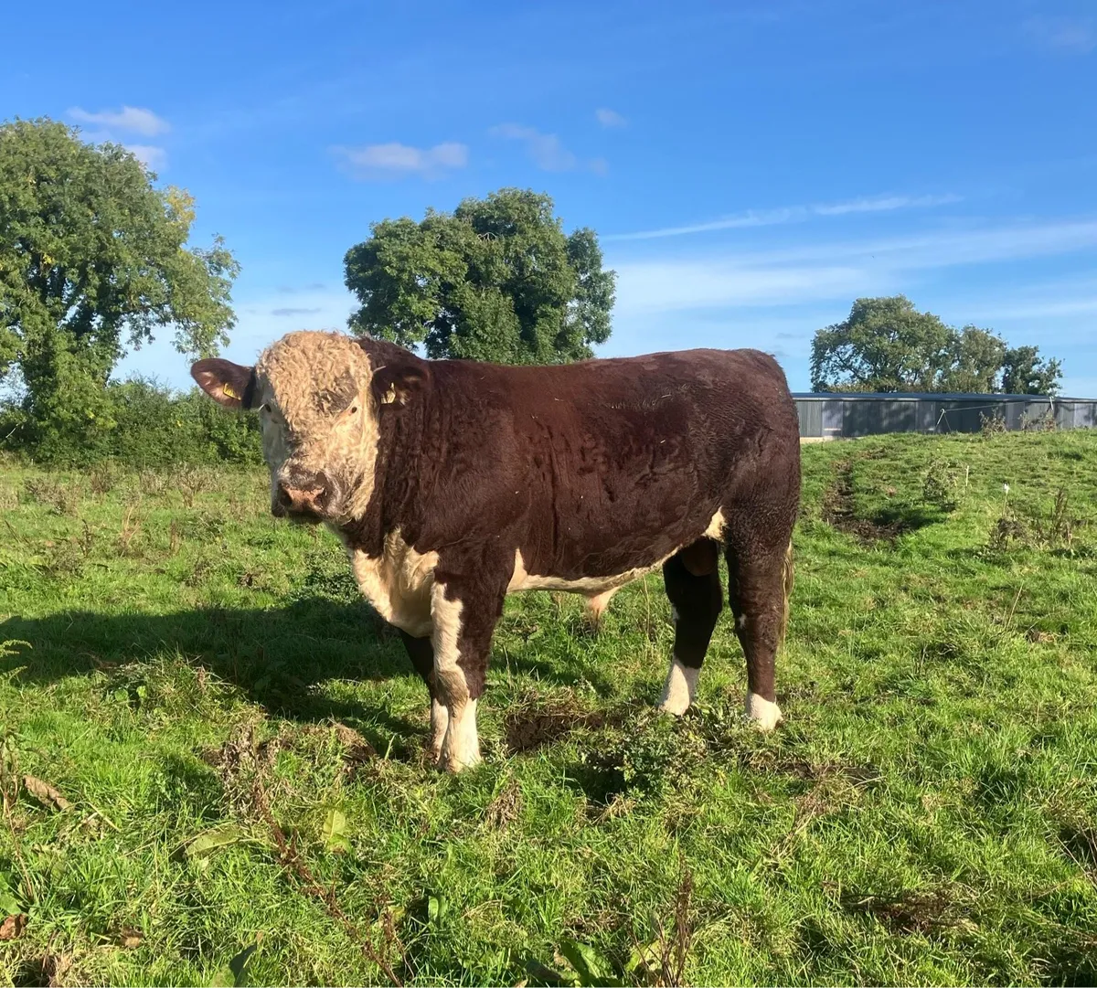 2 PBR Hereford Bulls - Image 4