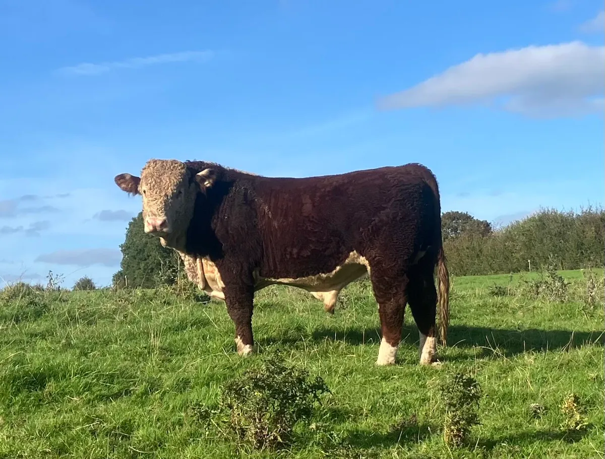 2 PBR Hereford Bulls - Image 1