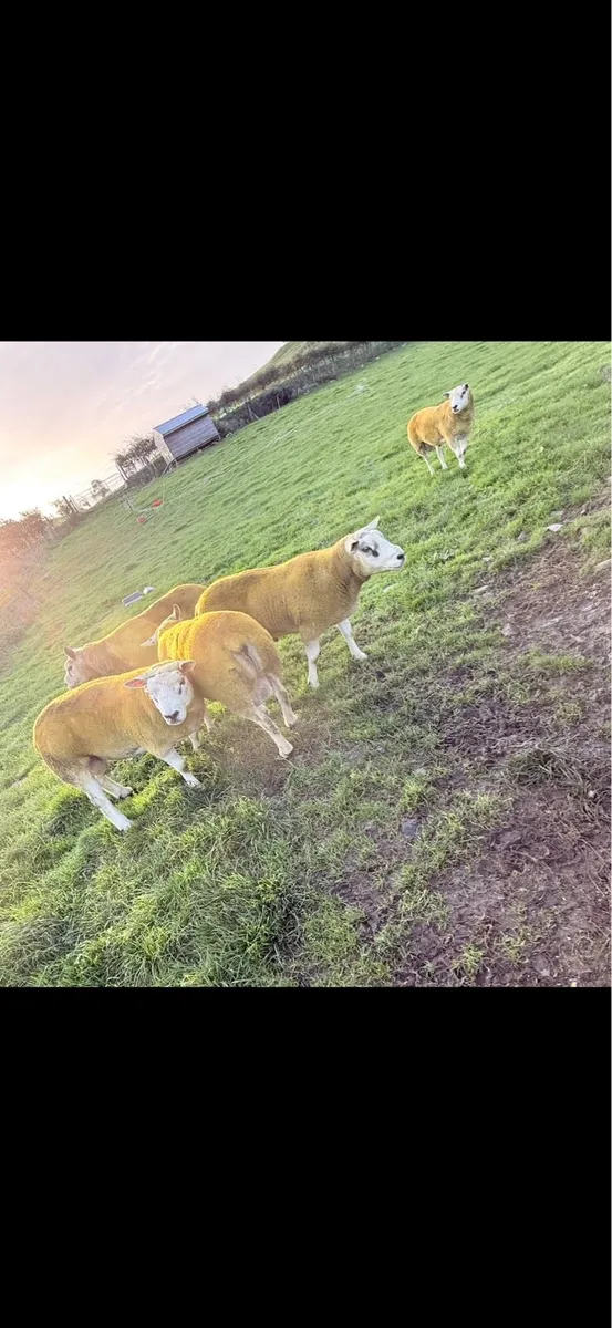 Texels rams - Image 2