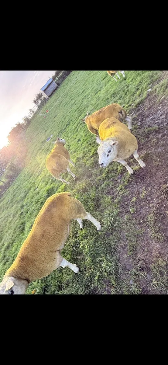 Texels rams - Image 3