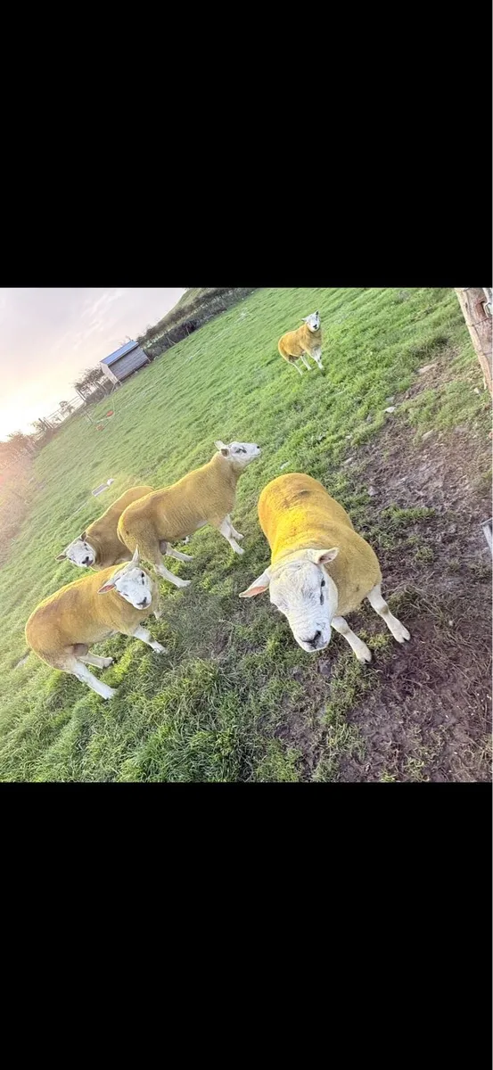 Texels rams - Image 4