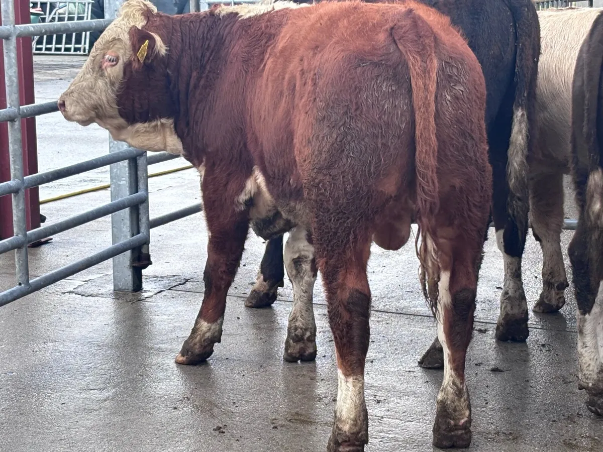 6 top quality bull Weanlings for sale - Image 2