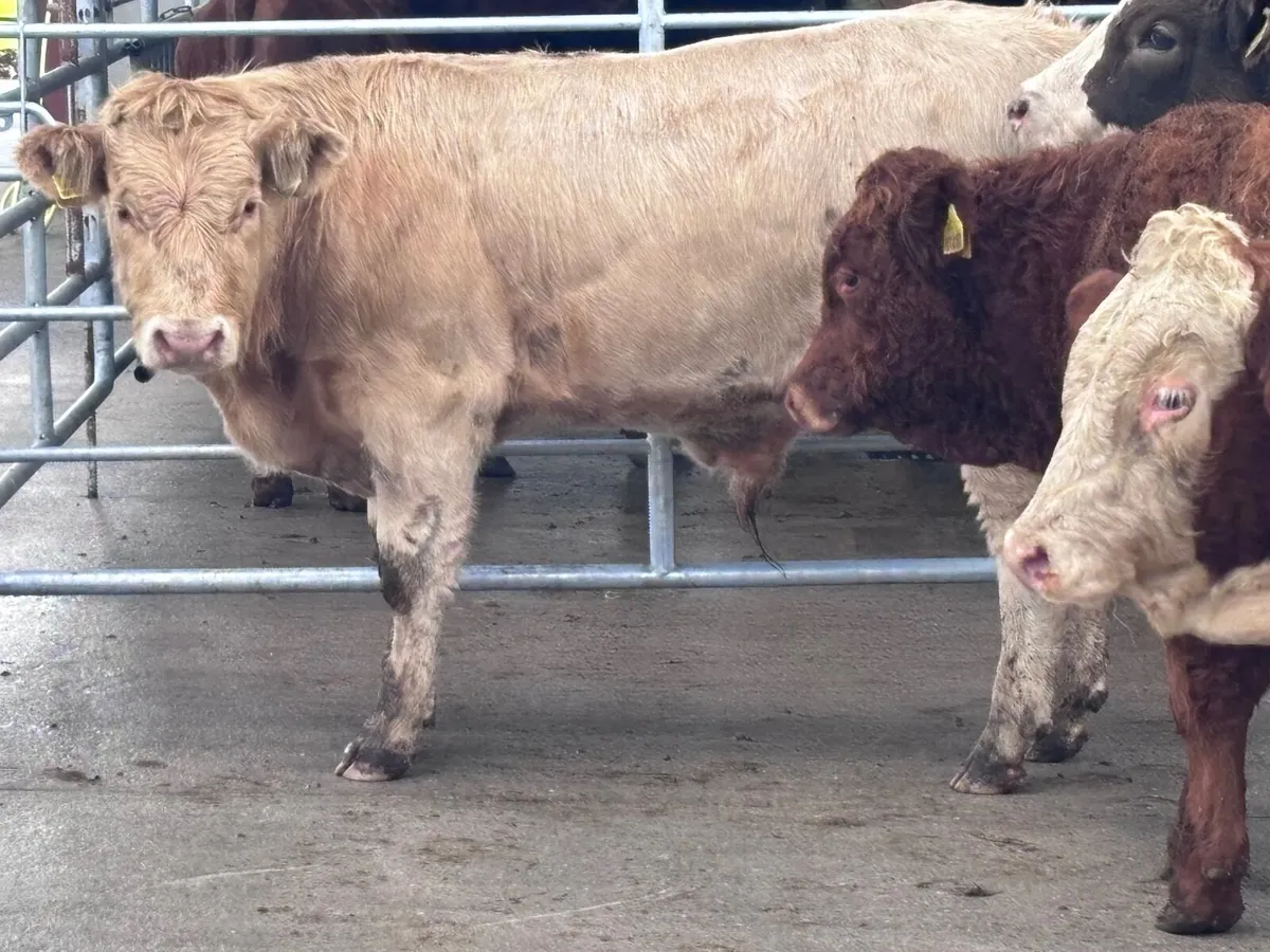 6 top quality bull Weanlings for sale - Image 3