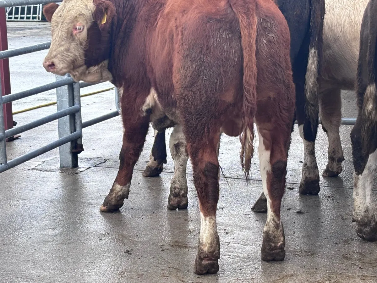 6 top quality bull Weanlings for sale - Image 4