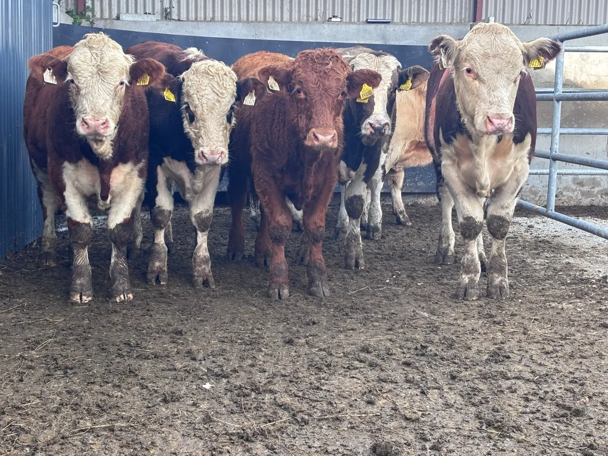 6 top quality bull Weanlings for sale - Image 1