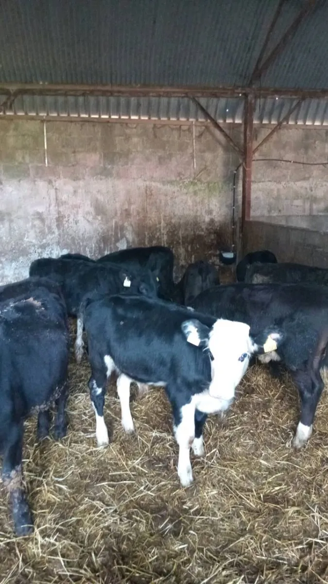 10 smashing angus and hereford weanlings - Image 1