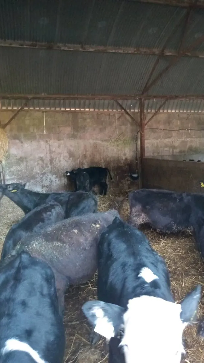 10 smashing angus and hereford weanlings - Image 2
