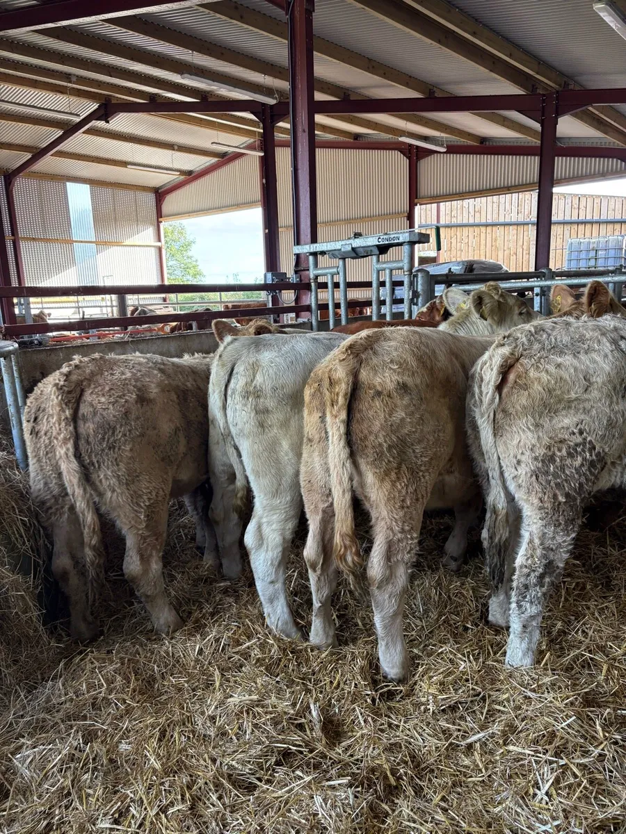 7 super 380kg R-U grade Weanling heifers - Image 1