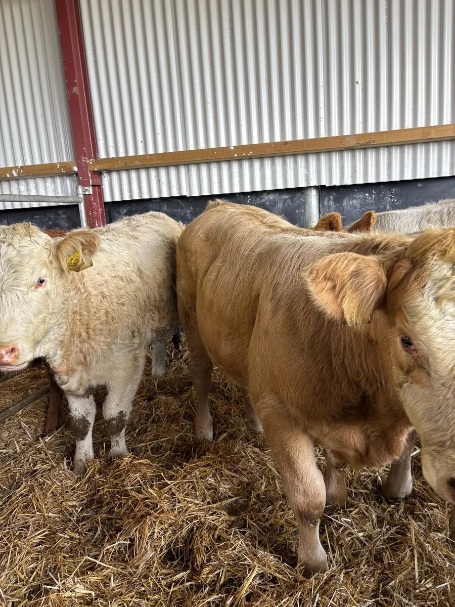 7 super 380kg R-U grade Weanling heifers - Image 2
