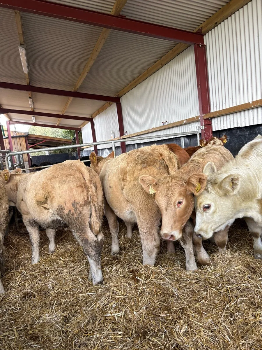 7 super 380kg R-U grade Weanling heifers - Image 3