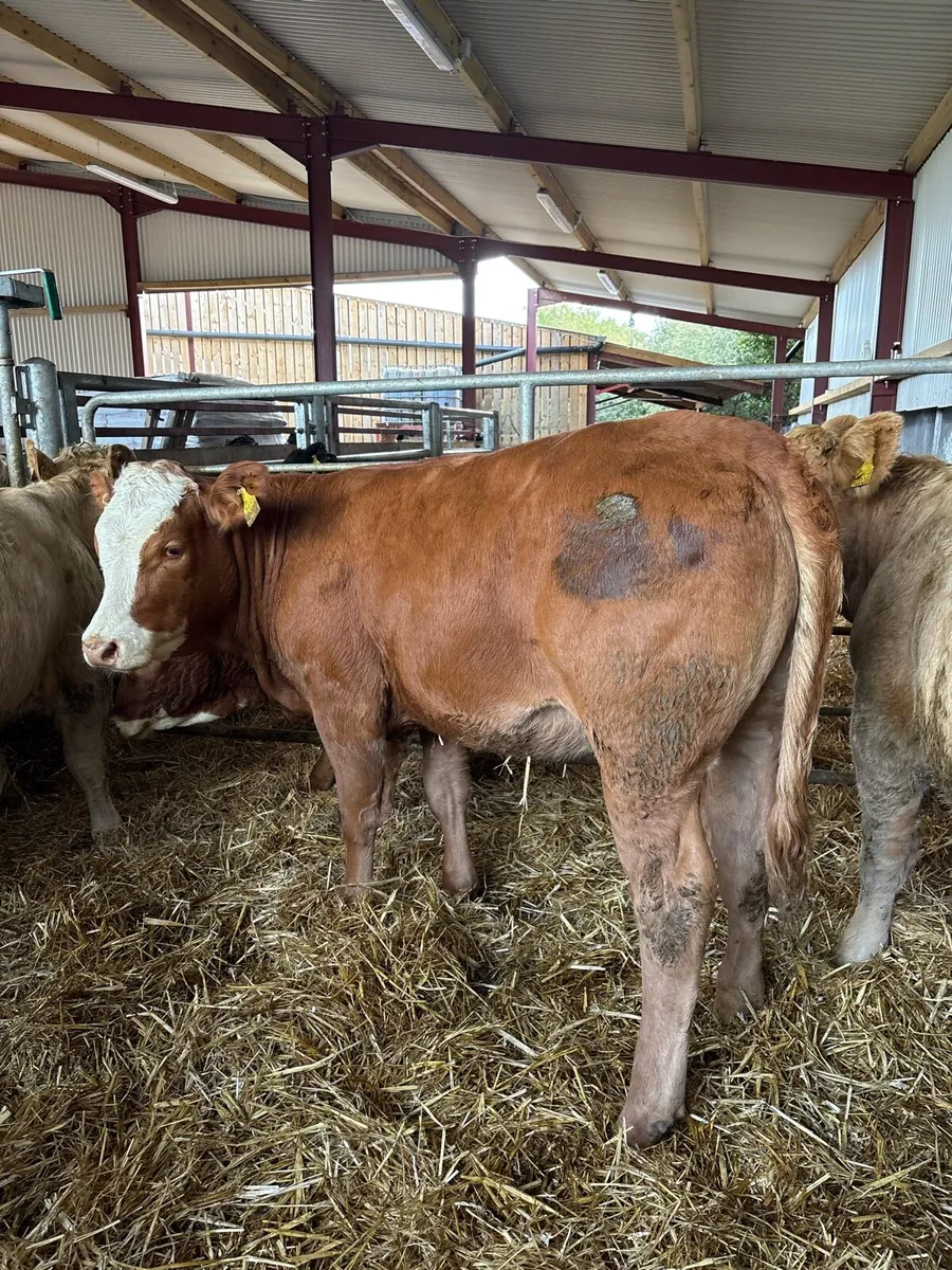 7 super 380kg R-U grade Weanling heifers - Image 4