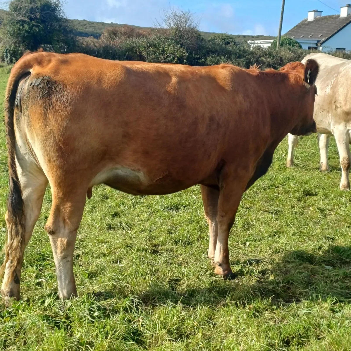 31 suckler incalf heifers - Image 3