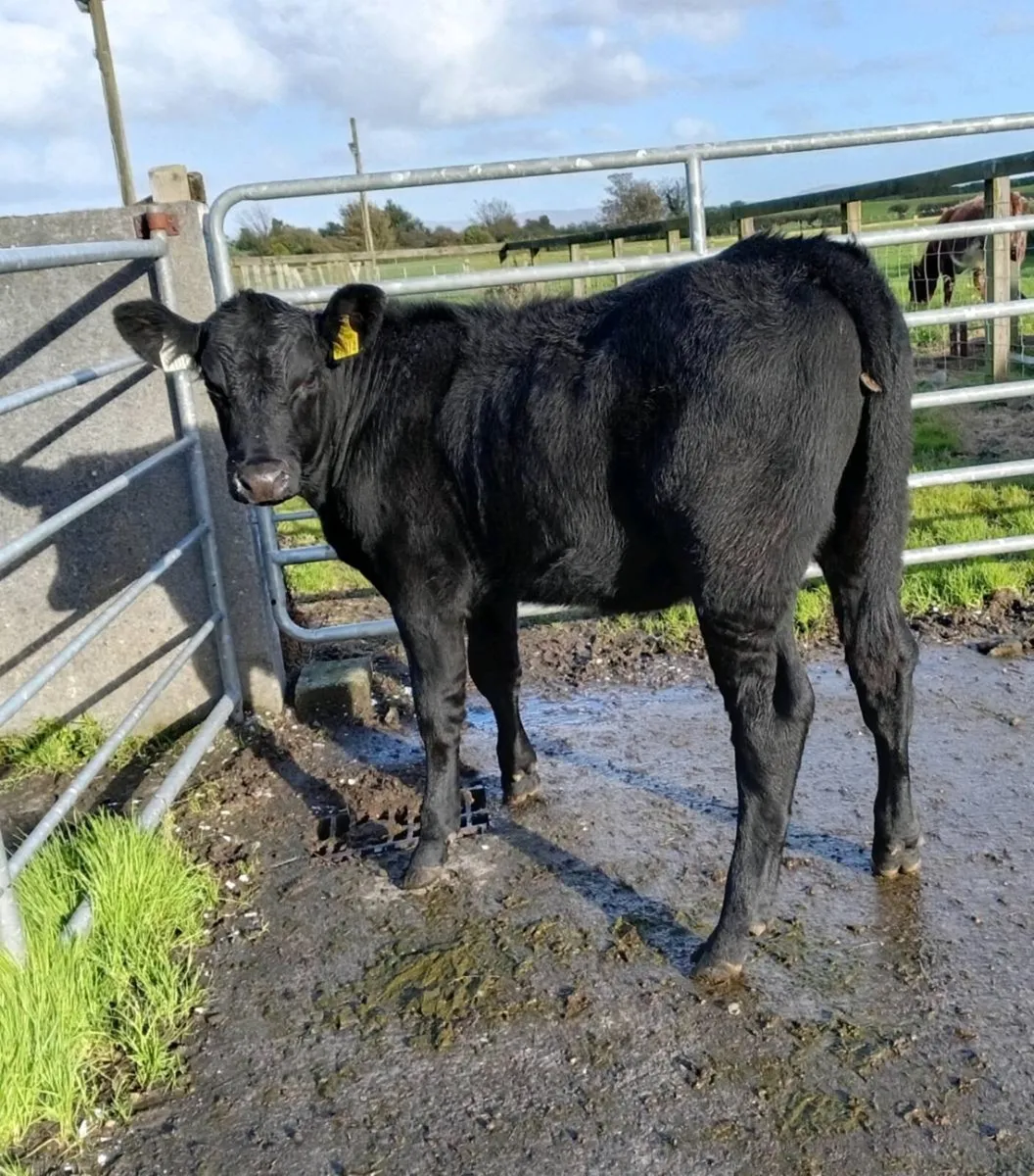 AA HEIFER  SUCKLER   HEIFER   WEANLING