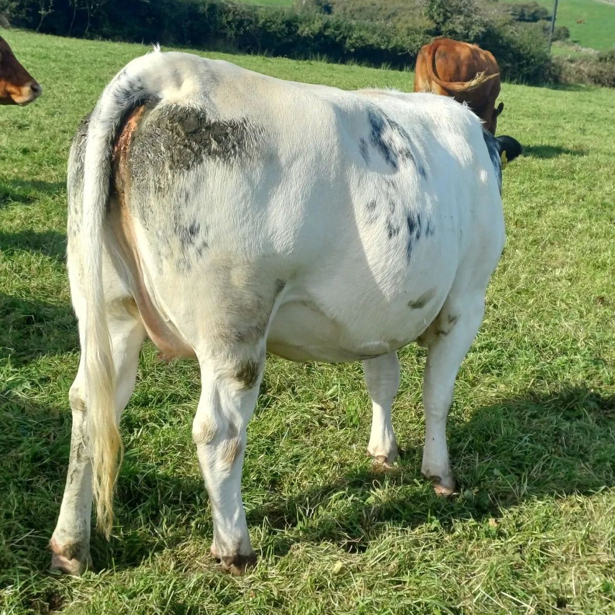 31 suckler incalf heifers - Image 4