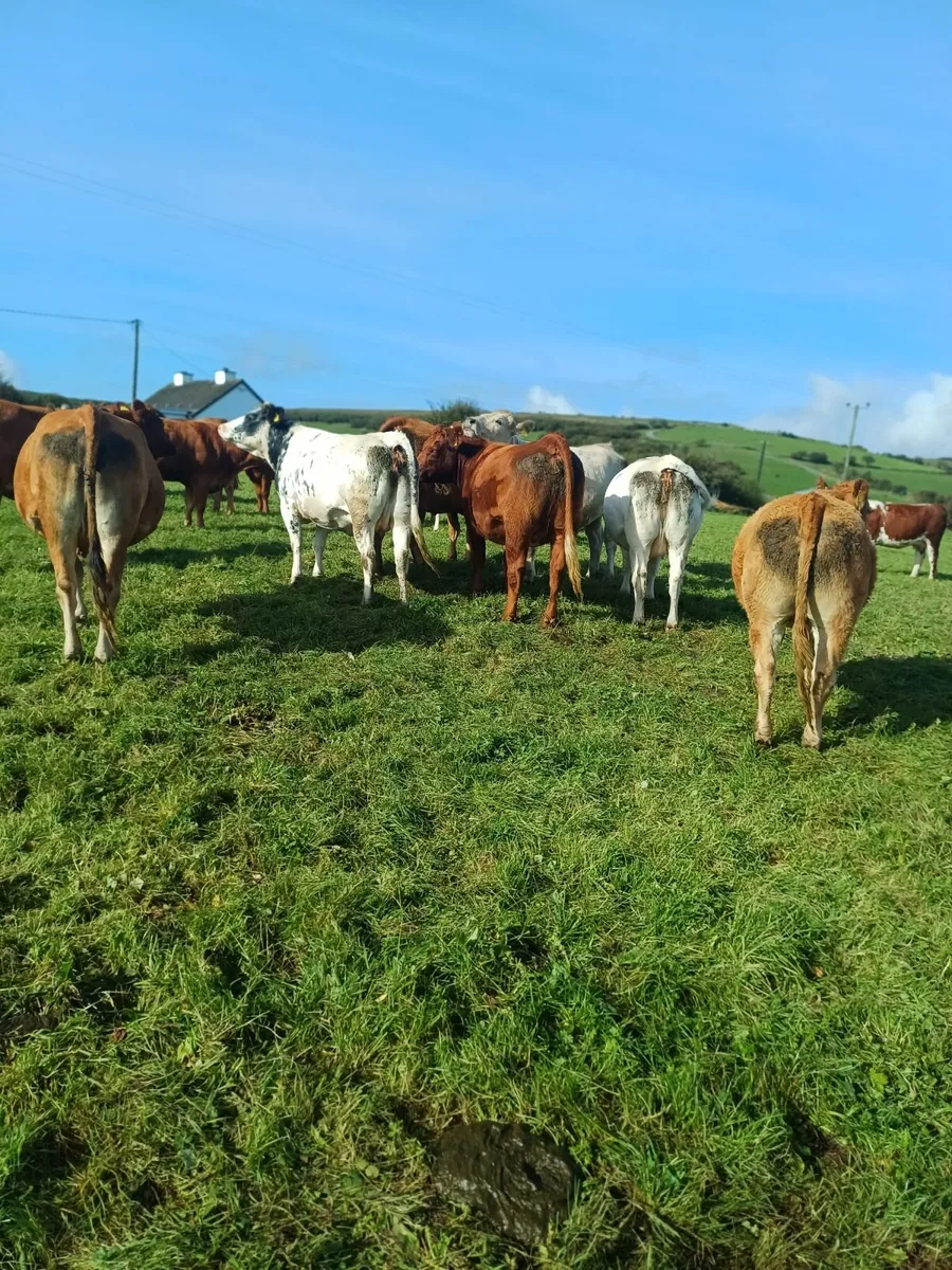 31 suckler incalf heifers - Image 2