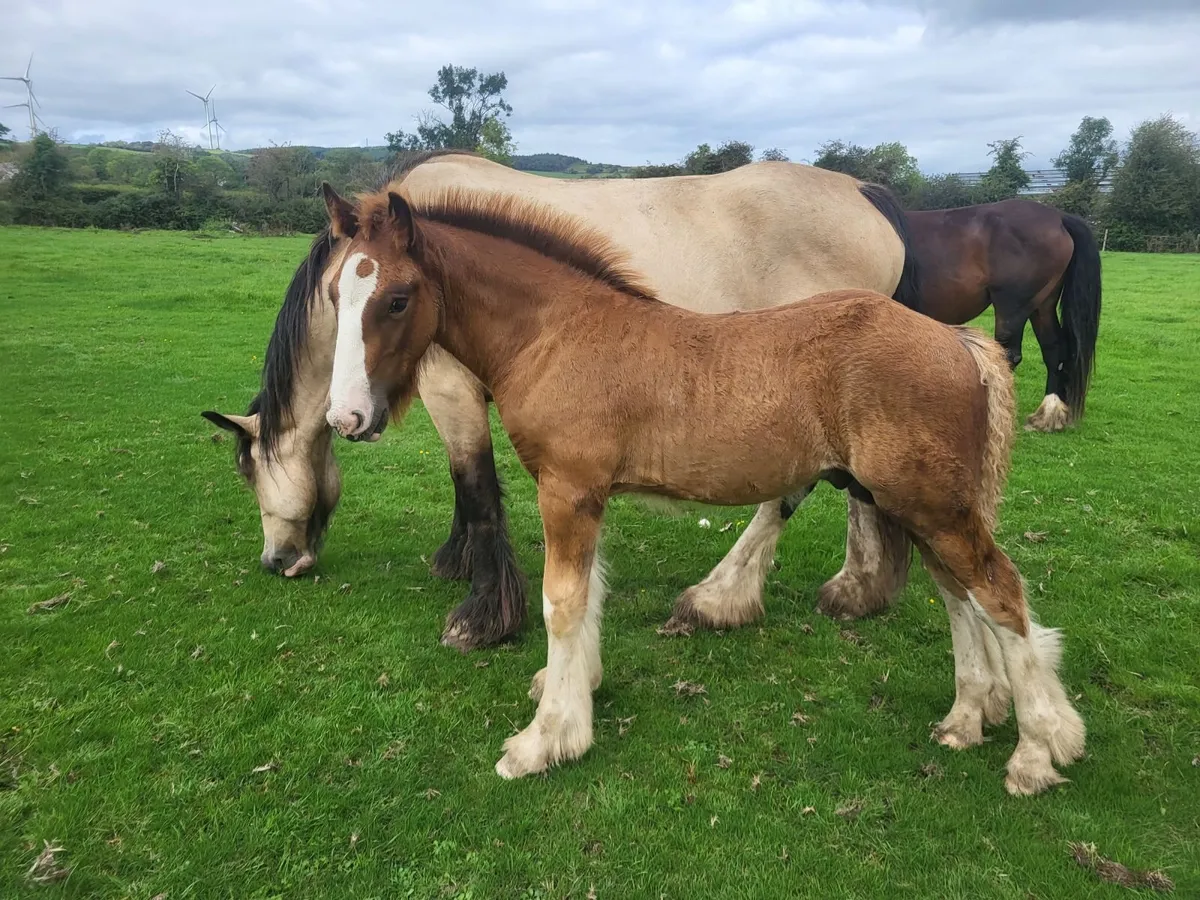 3 colts and 2 filly foals - Image 1