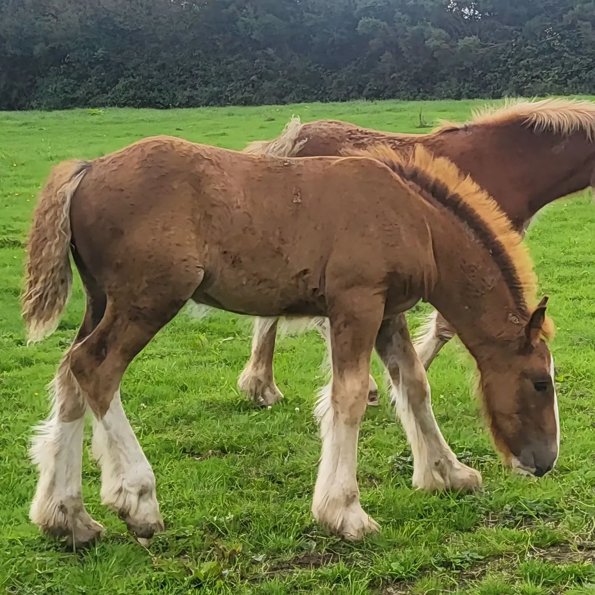 3 colts and 2 filly foals - Image 2