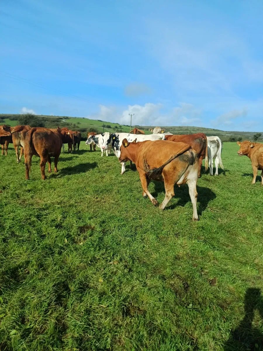 31 suckler incalf heifers - Image 1