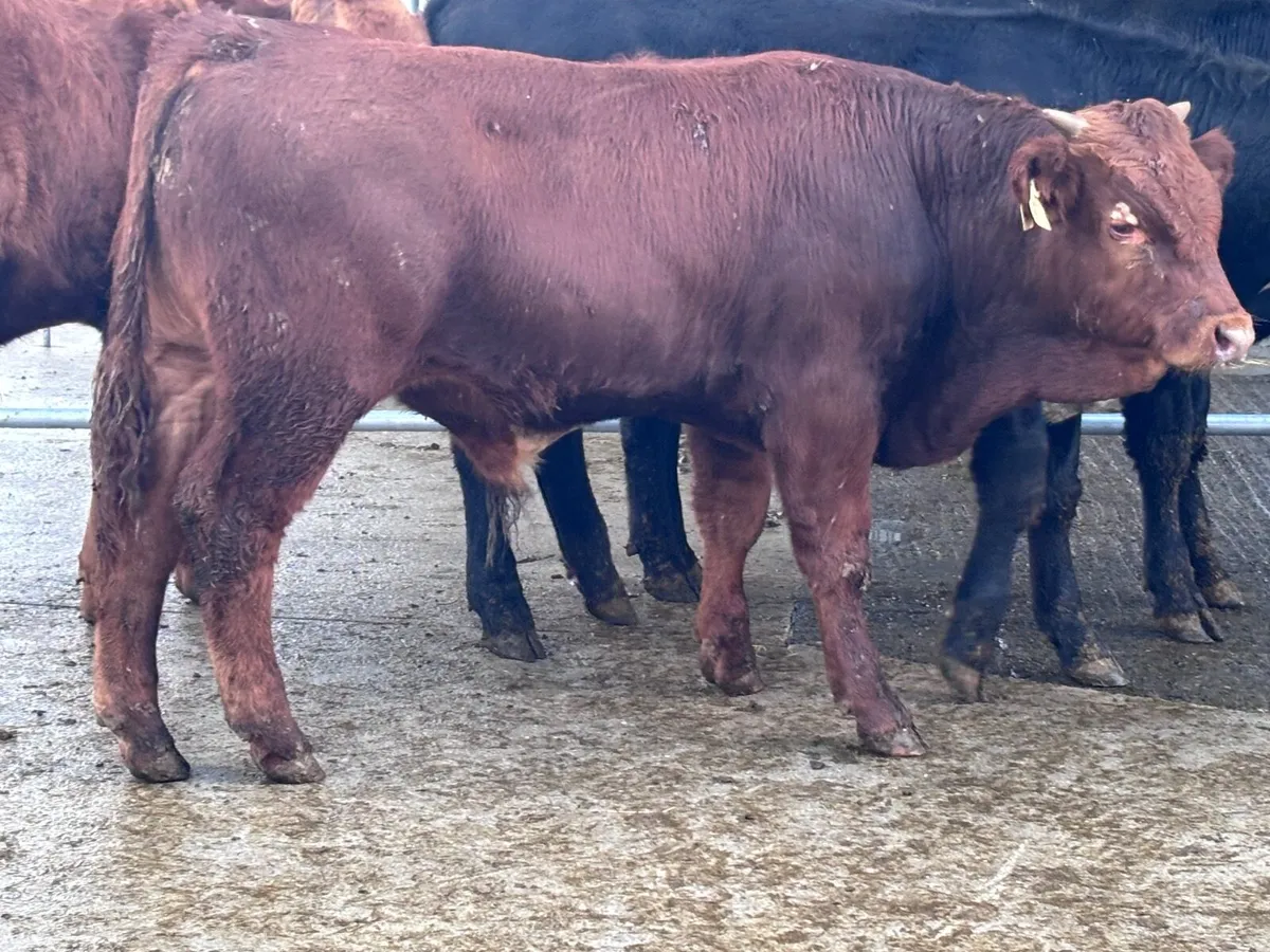 5 bull Weanlings for sale - Image 2