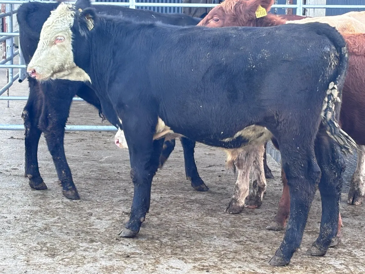 5 bull Weanlings for sale - Image 3