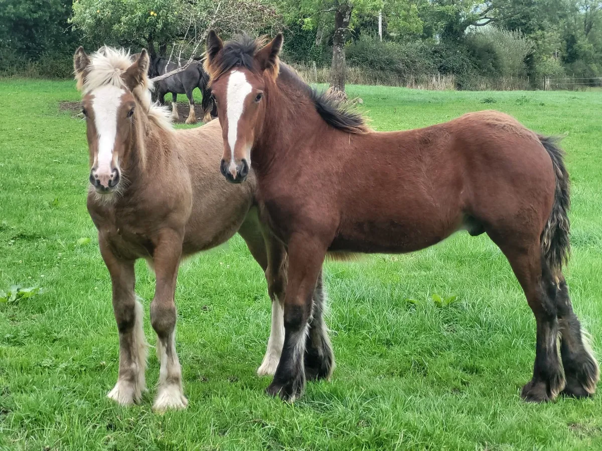3 colts and 2 filly foals - Image 3