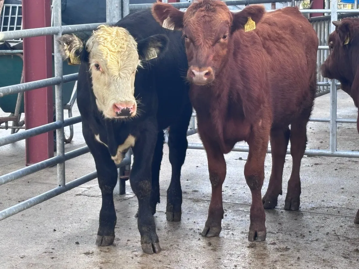 5 bull Weanlings for sale - Image 4