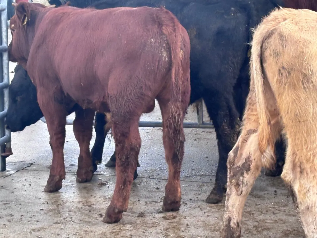 8 bull Weanlings for sale@€1060 - Image 2