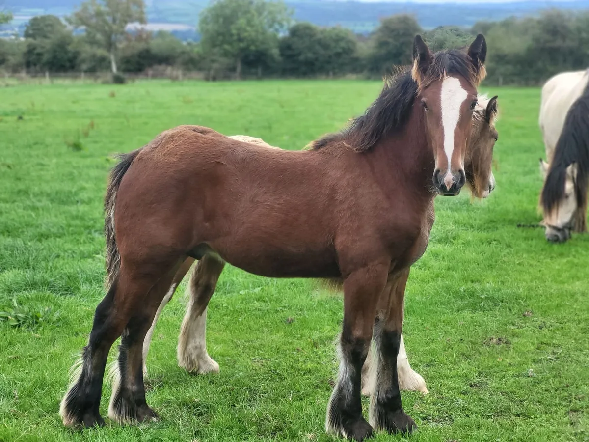 3 colts and 2 filly foals - Image 4