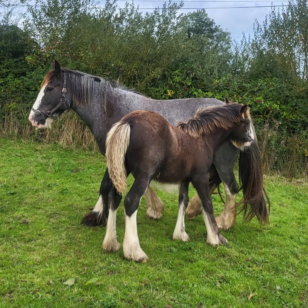 2 cob colts and 2 cob filly foals - Image 3
