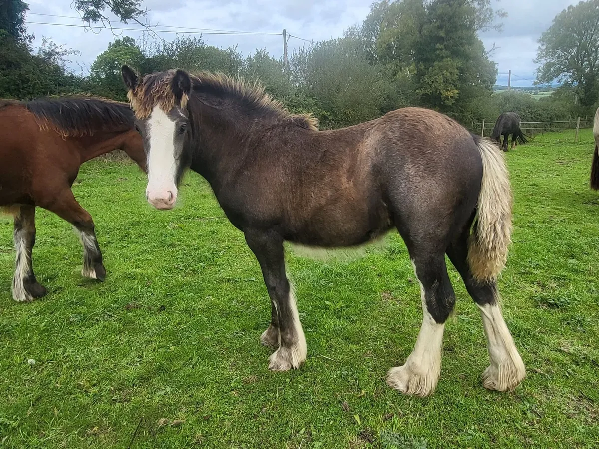 2 cob colts and 2 cob filly foals - Image 4